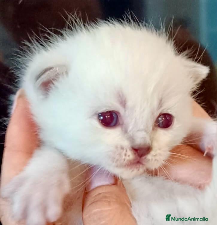 Británico de Pelo Corto gatos SE VENDE GATITA BRITISH SHORTAIR - Anuncio 1