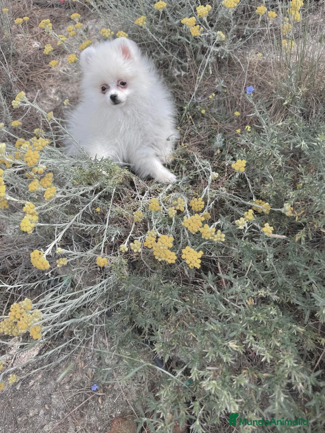 Pomerania perros en venta: Pomerania hembra lista para entregar!! - Anuncio 2