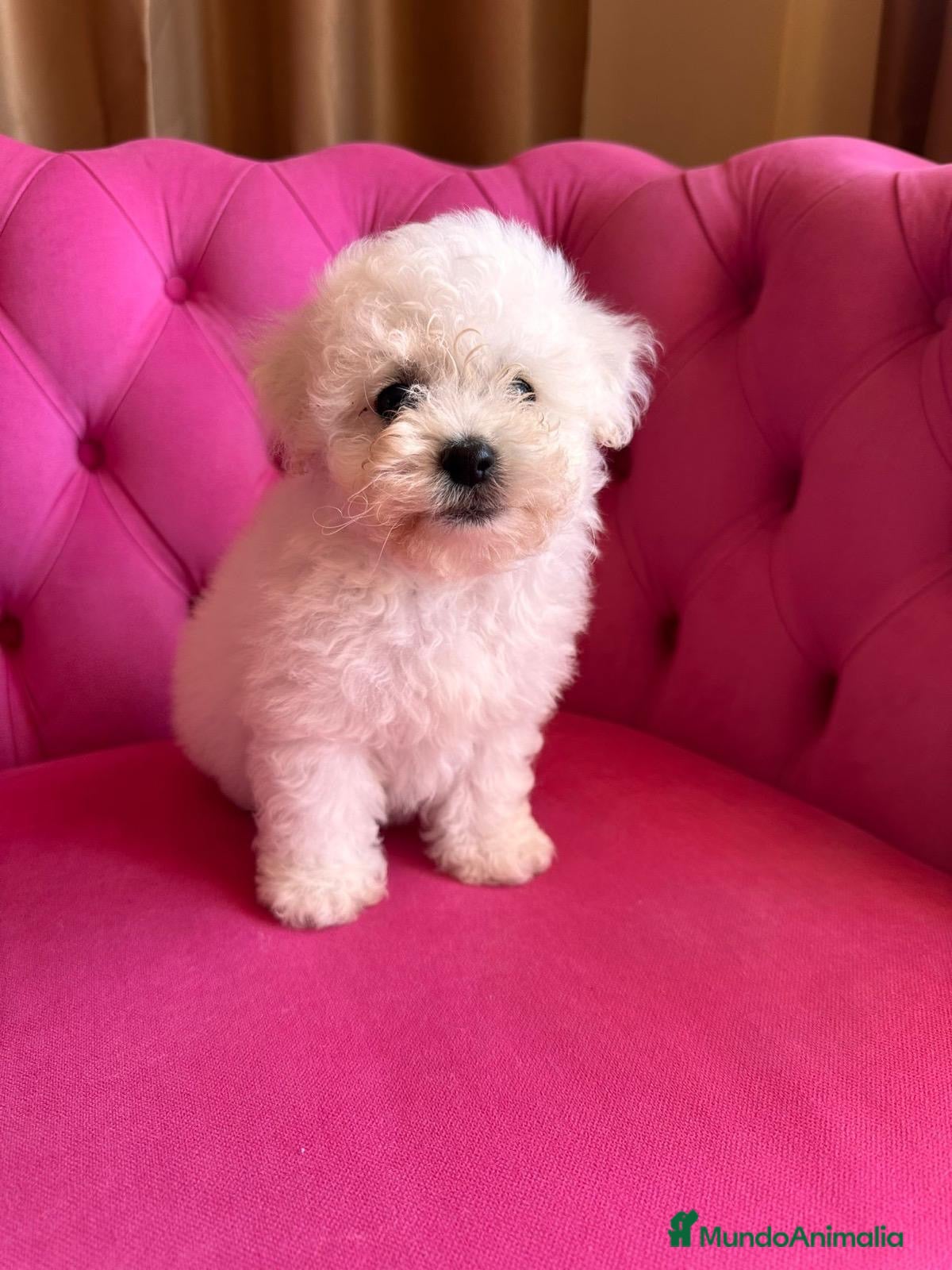Bichón Frisé perros Cachorros de Bichón Frisé disponibles - Anuncio 1