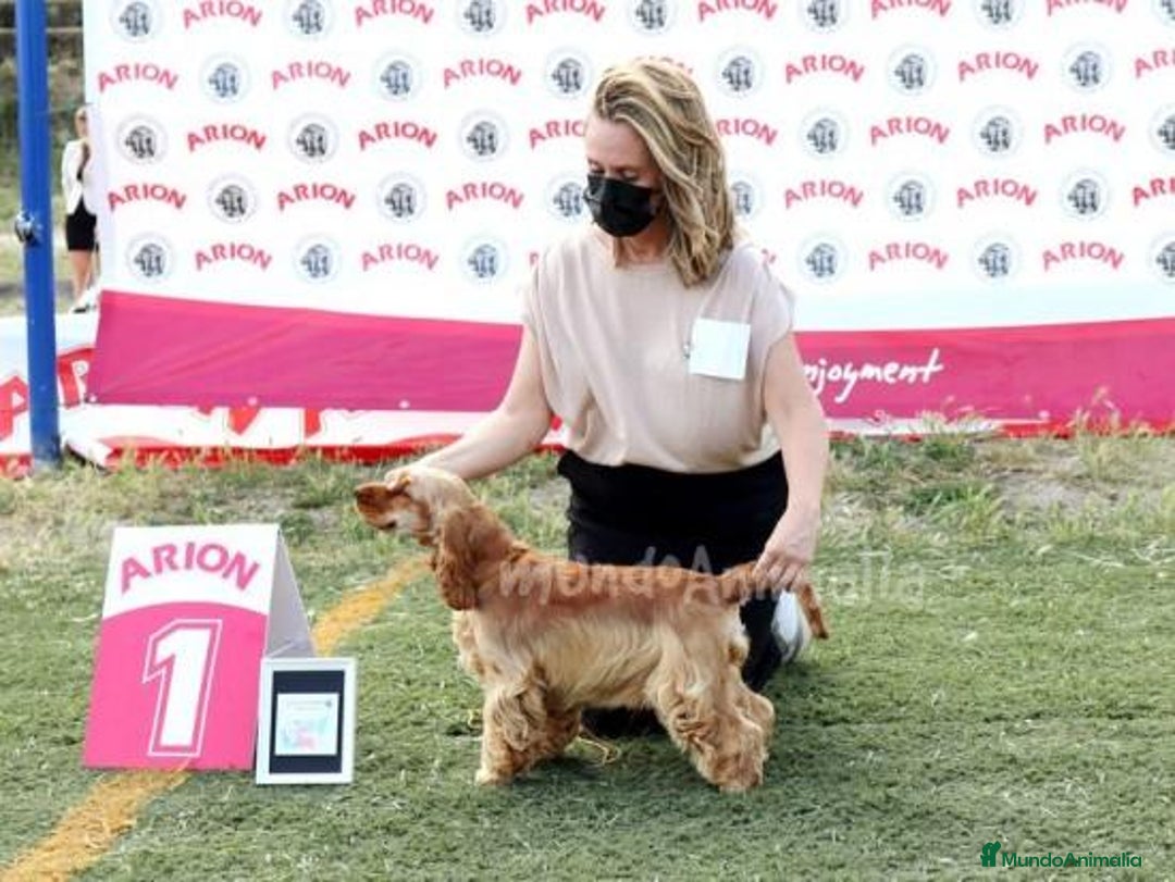 Imagen de galería {{count}}