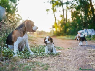 Beagle perros BEAGLES MADRID en Ciudad Real - Anuncio 9