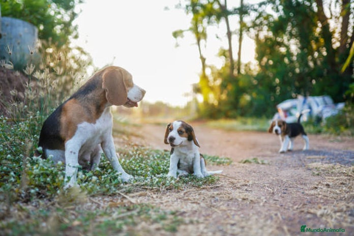 Beagle perros en Ciudad Real - Anuncio 12