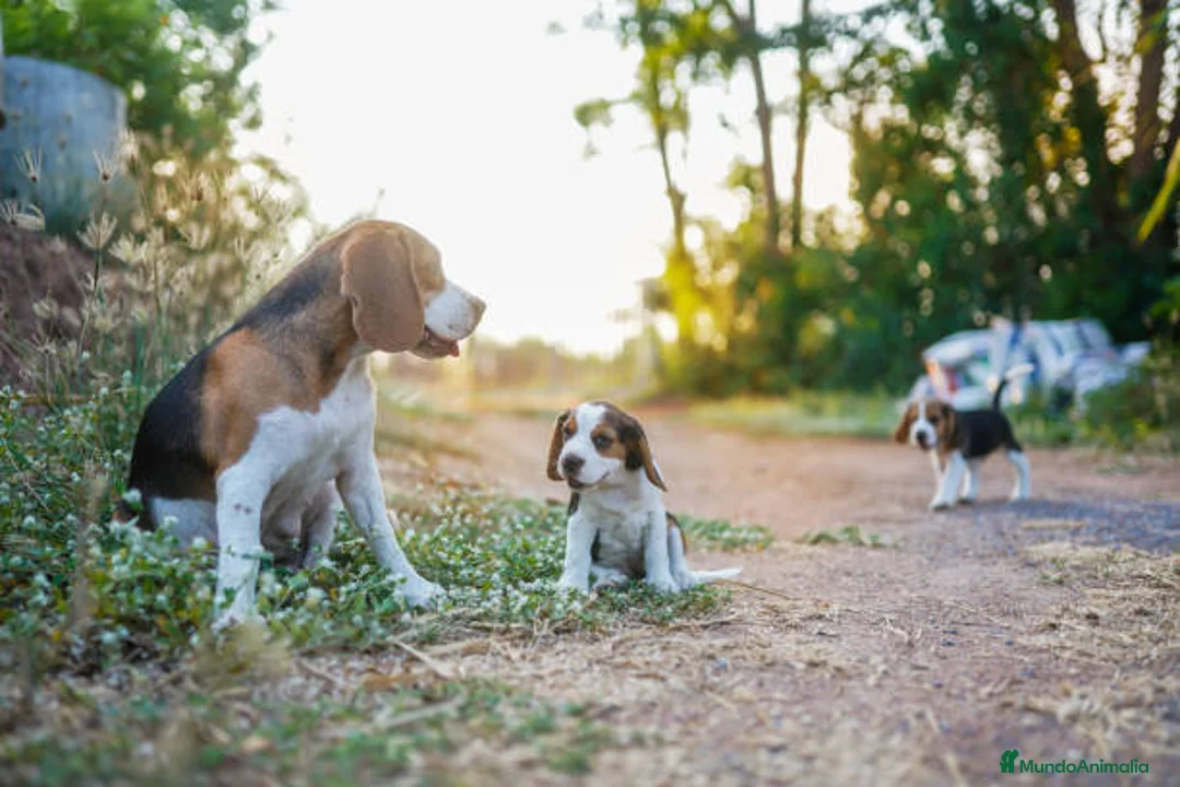 Beagle perros en venta: BEAGLES MADRID  en Ciudad Real - Anuncio 1
