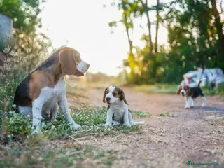 Beagle perros BEAGLES MADRID en Ciudad Real - Anuncio 38