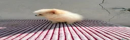 Pomerania perros en venta: Lulu de Pomerania toy  - Anuncio 2
