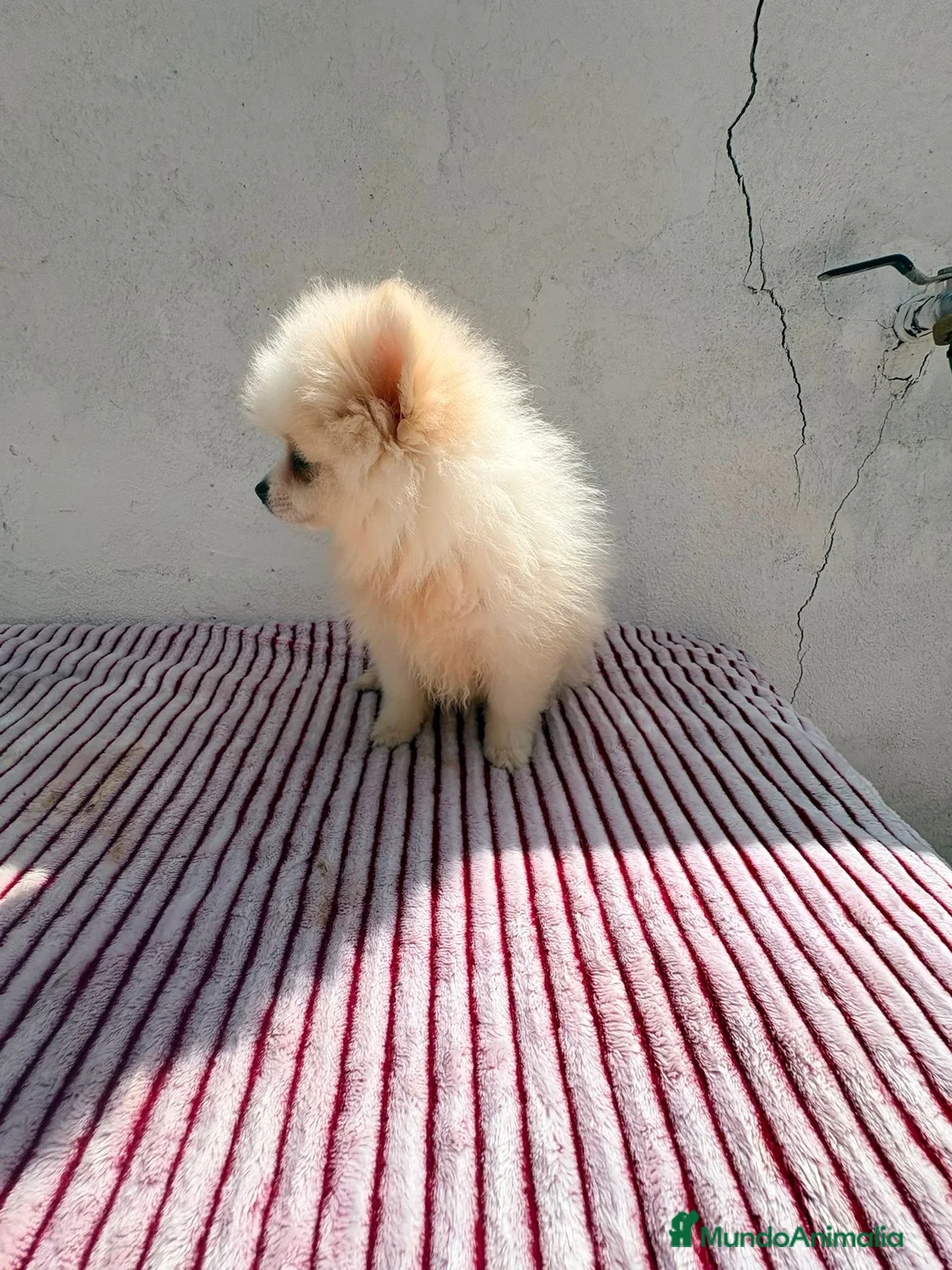 Pomerania perros en venta: Lulu de Pomerania toy  - Anuncio 2