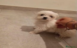 Bichón Maltés perros en venta: Bichon maltés toy - Imagen 4