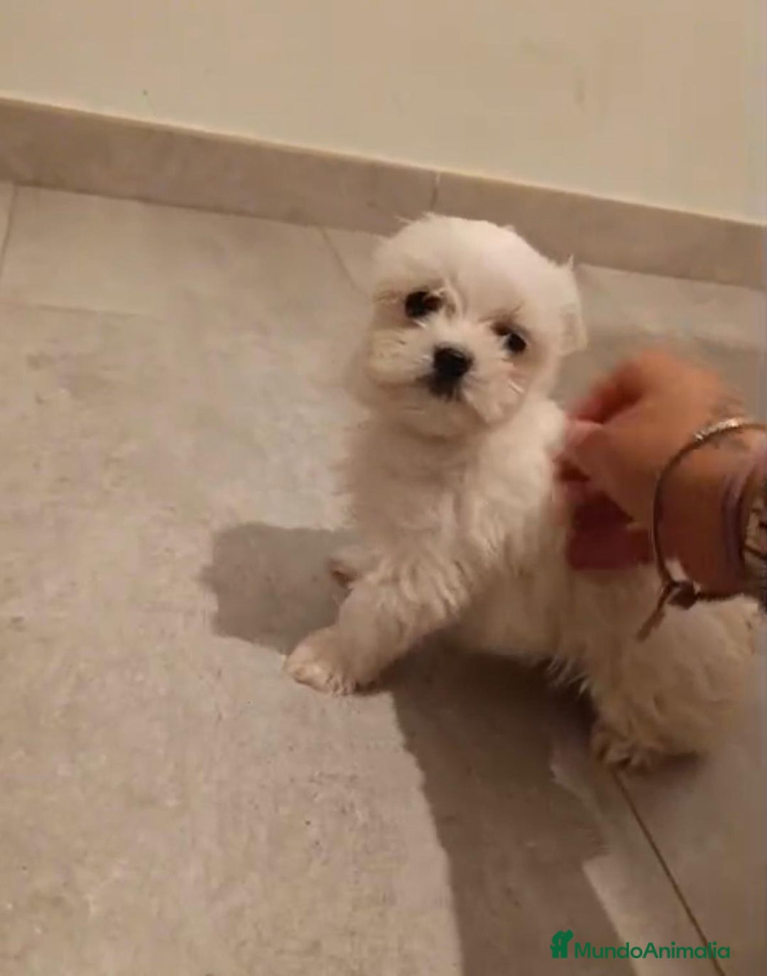 Bichón Maltés perros en venta: Bichon maltés toy - Imagen 4