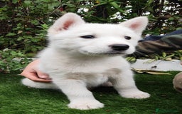 Husky Siberiano perros en venta: Husky siberiano  - Imagen 5
