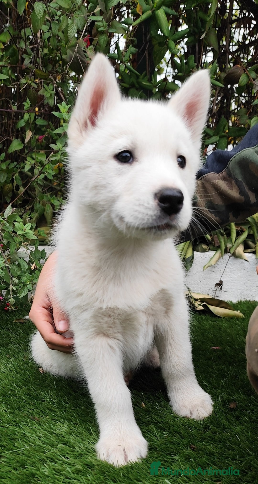 Husky Siberiano perros en venta: Husky siberiano  - Imagen 5