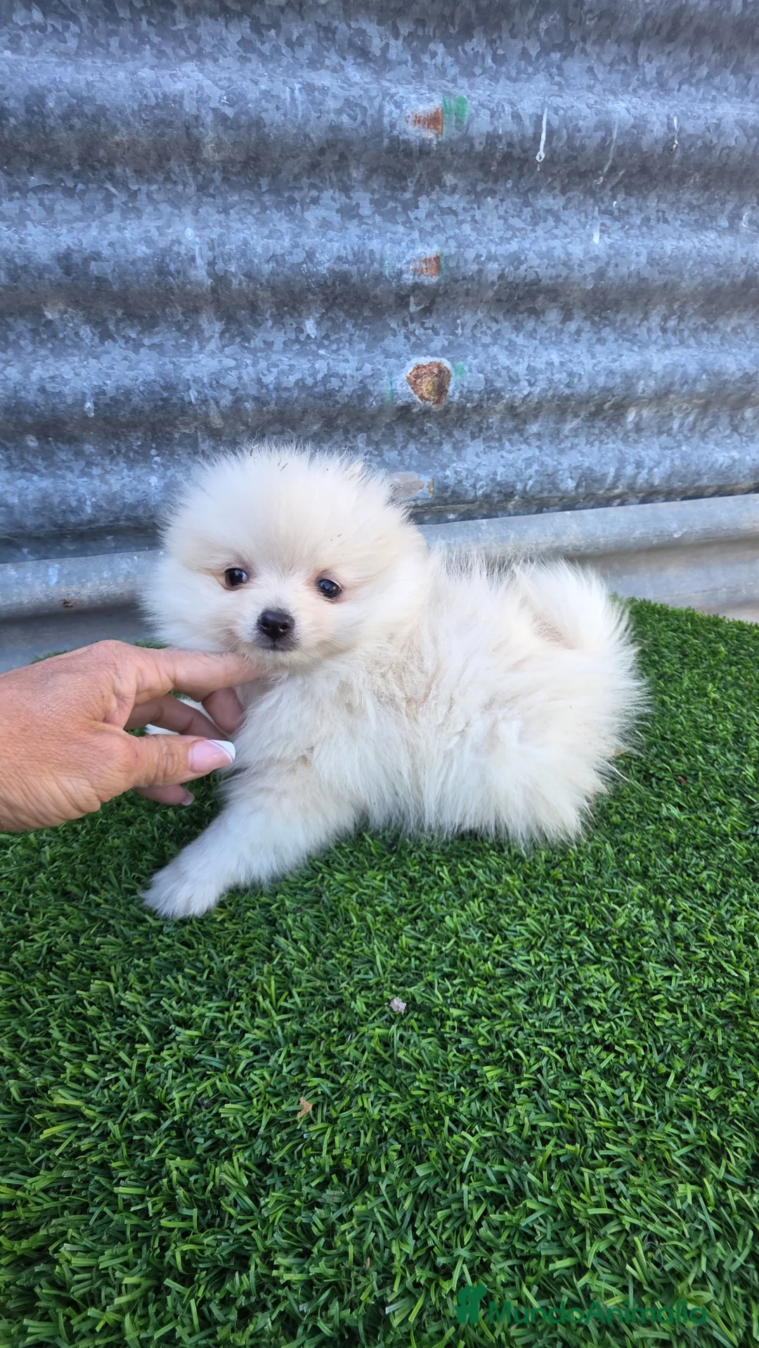 Pomerania perros en venta: Pomerania lulu miniaturas  - Anuncio 2