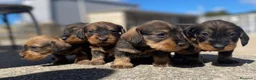 Teckel perros en venta: Teckel de palo duro - Anuncio 4