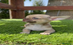 Chihuahua perros en venta: CHIHUAHUA MACHO - Imagen 8