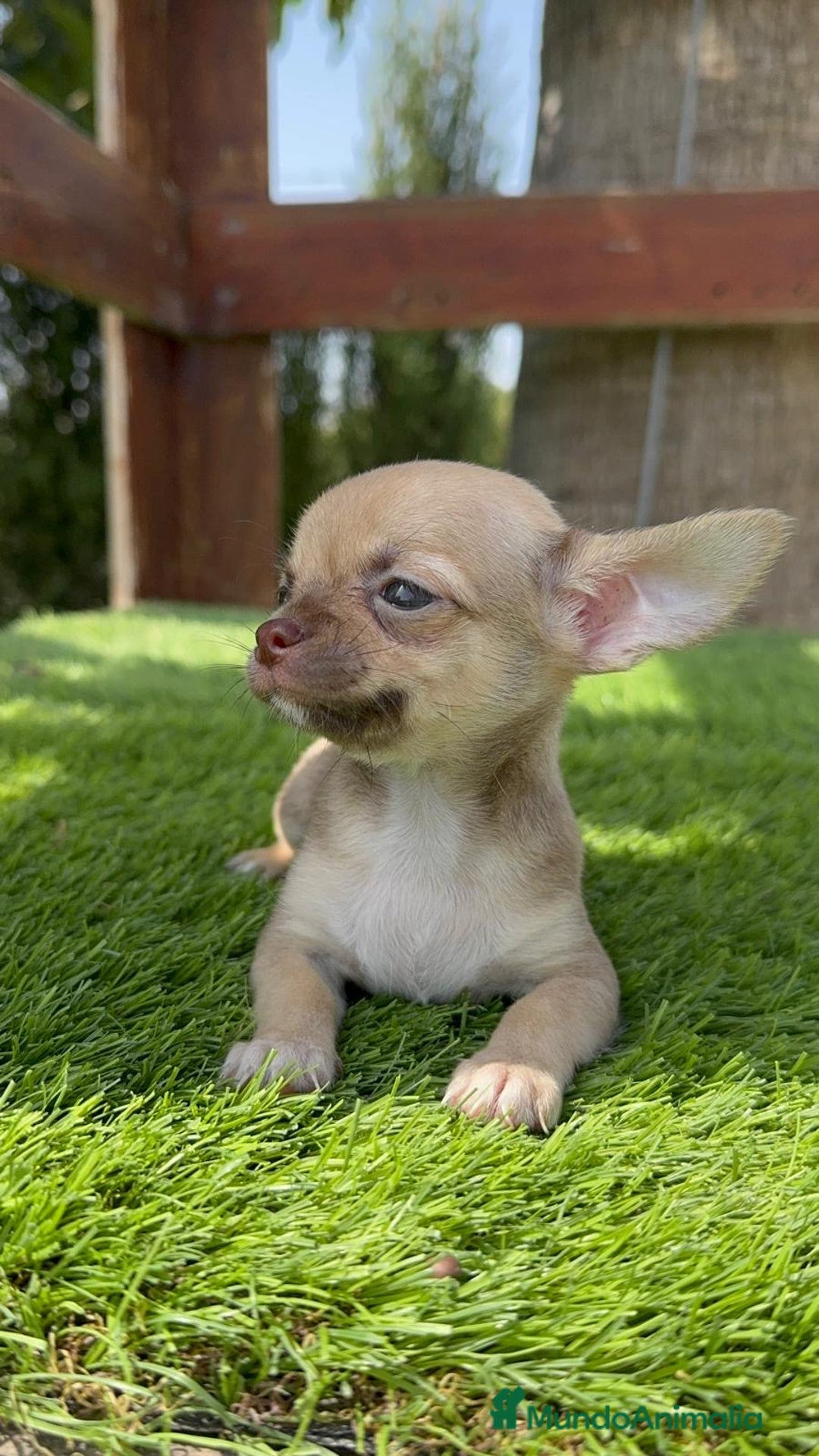 Chihuahua perros en venta: CHIHUAHUA MACHO - Imagen 8
