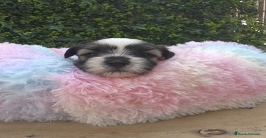Shih Tzu perros - Propaganda 1