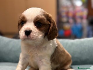 Cavalier King Charles Spaniel perros en Barcelona - Anuncio 7