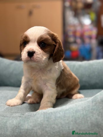 Cavalier King Charles Spaniel perros en Barcelona - Anuncio 5