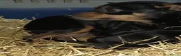 Pinscher Miniatura perros en venta: Pinscher miniatura  en Barcelona - Anuncio 2