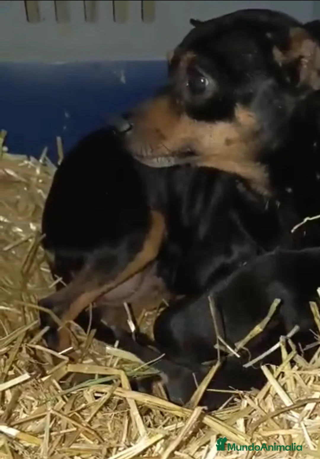 Pinscher Miniatura perros en venta: Pinscher miniatura  en Barcelona - Anuncio 2