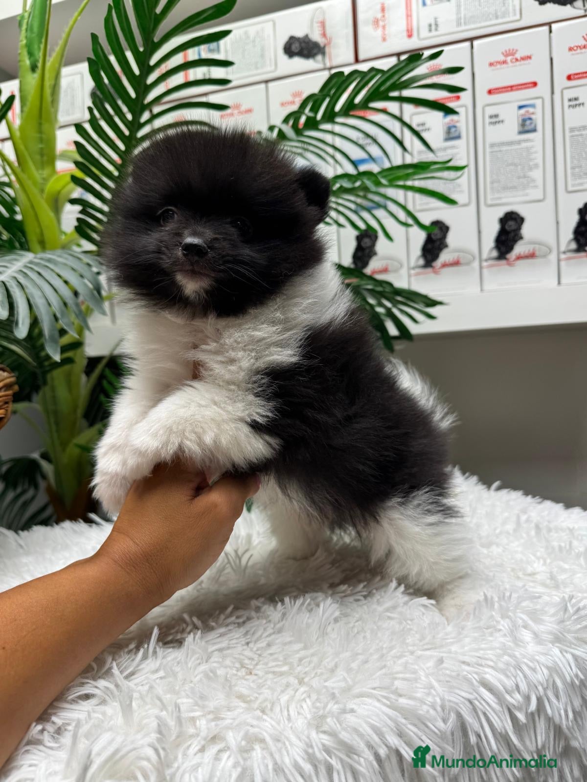 Pomerania perros POMERANIA - Anuncio 1