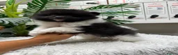 Pomerania perros en venta: POMERANIA - Anuncio 1