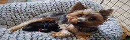 Yorkshire Terrier perros en venta: Yorkisiri mini Toy  - Anuncio 6