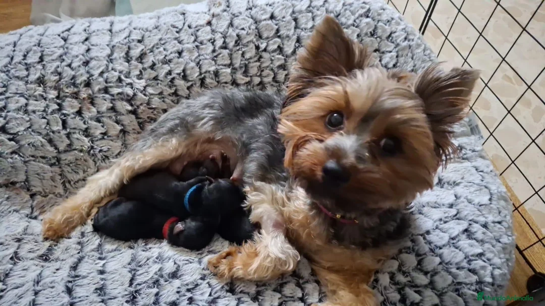 Yorkshire Terrier perros en venta: Yorkisiri mini Toy  - Anuncio 6