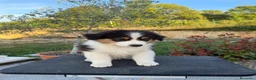 Pastor Australiano perros en venta:  Bahia de Txingudi Pastor Australiano  - Anuncio 9