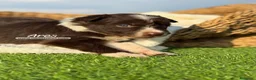 Border Collie perros en venta: BORDER COLLIE CHOCOLATE - Anuncio 3