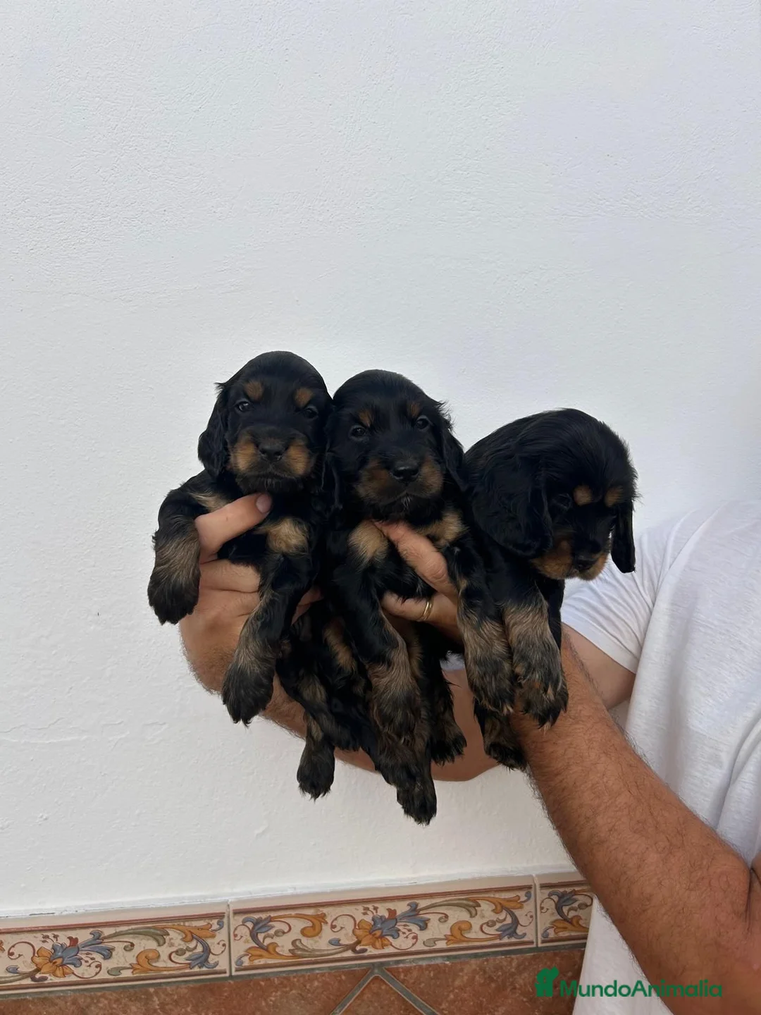 Cocker Spaniel Inglés perros en venta: Cocker spaniel inglés  - Anuncio 1
