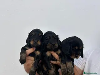 Cocker Spaniel Inglés perros Cocker spaniel inglés - Anuncio 1