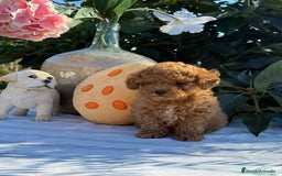 Caniche Toy perros en venta: Caniches machos - Imagen 3