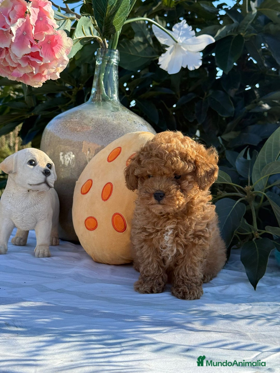 Caniche Toy perros en venta: Caniches machos - Imagen 3
