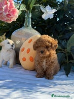 Caniche Toy perros - Anuncio 8