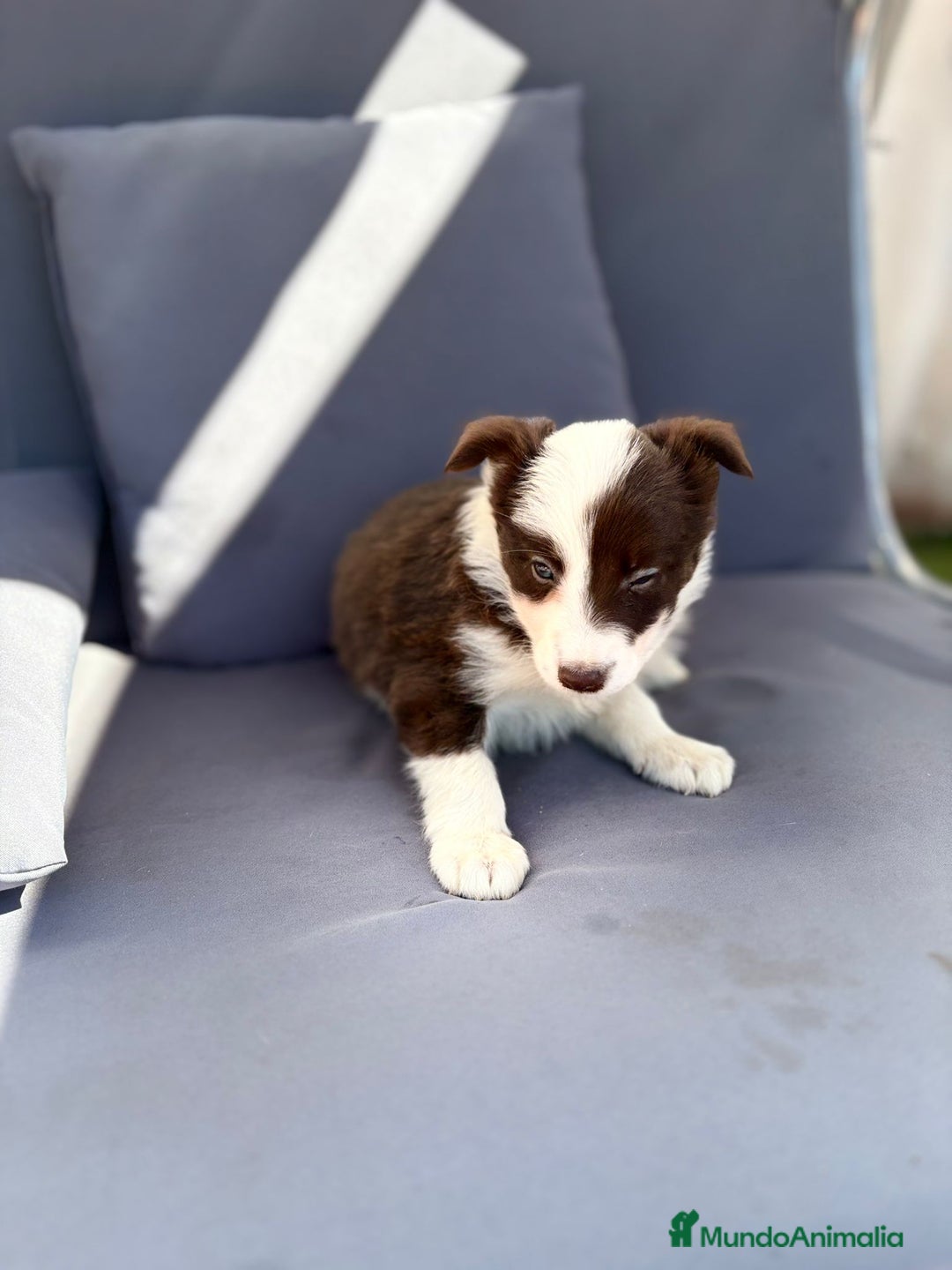 Border Collie perros en venta: Border collie chocolate  - Imagen 9