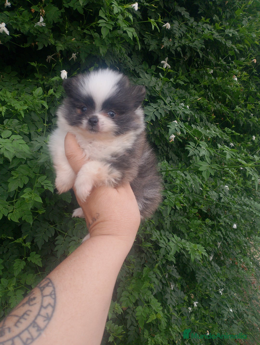 Pomerania perros en venta: Pomerania enanos una pasada de color  - Imagen 10