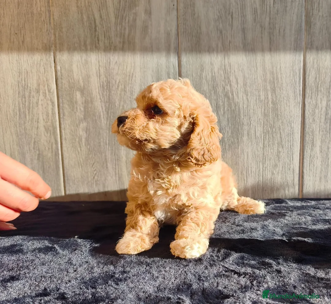 Raza Mixta perros en venta: CANICHE ENANO - Anuncio 4