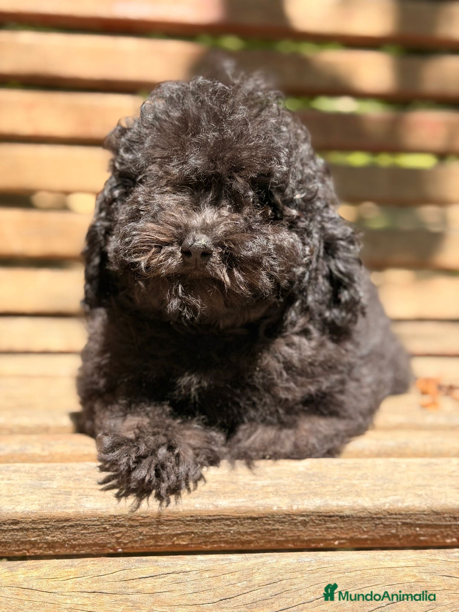 Caniche Toy perros CANICHE TOY NEGRO - Anuncio 1