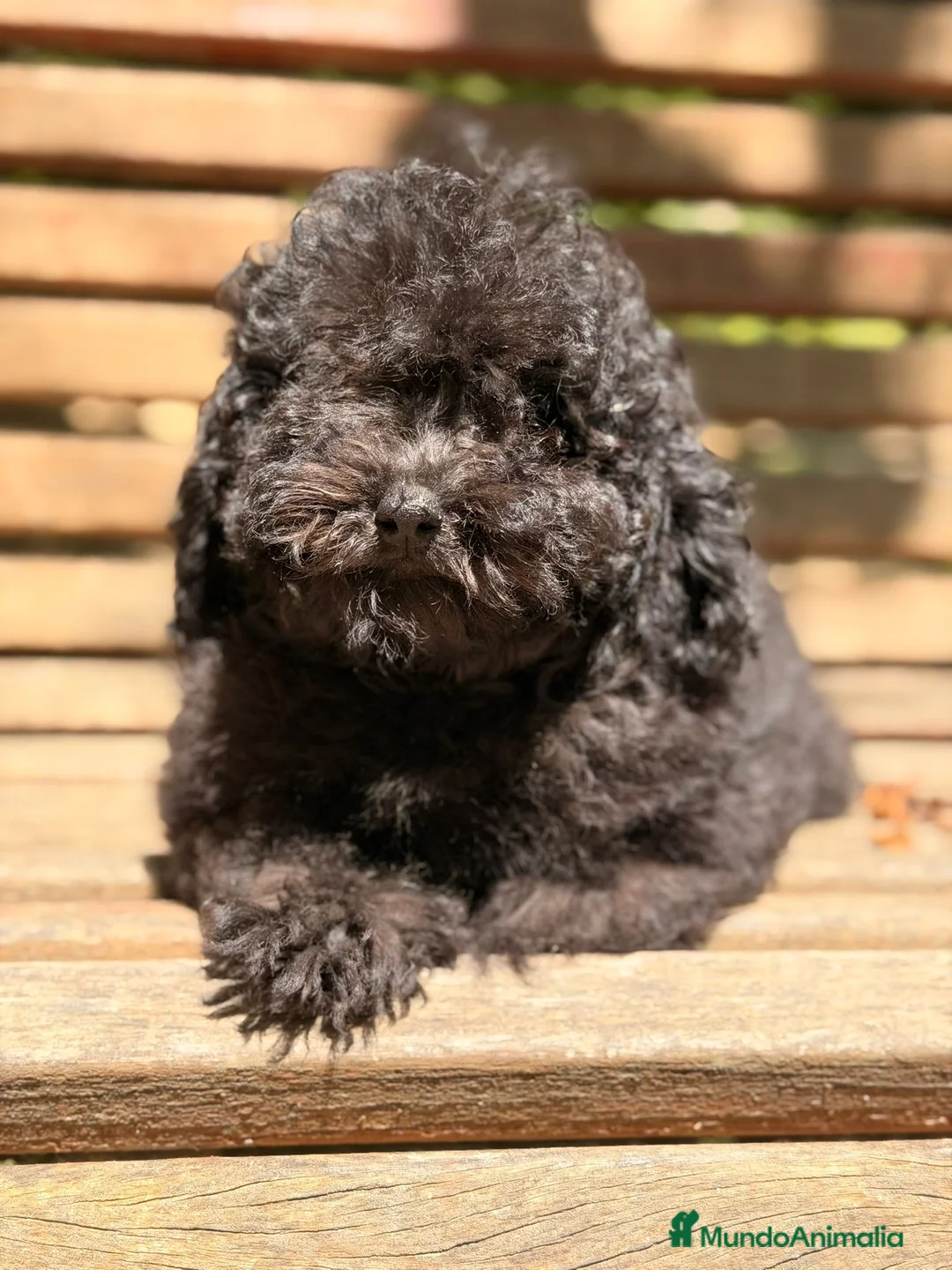 Caniche Toy perros en venta: CANICHE TOY NEGRO - Anuncio 1