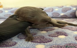 Whippet perros en venta: Whippet blue nueva camada - Imagen 10