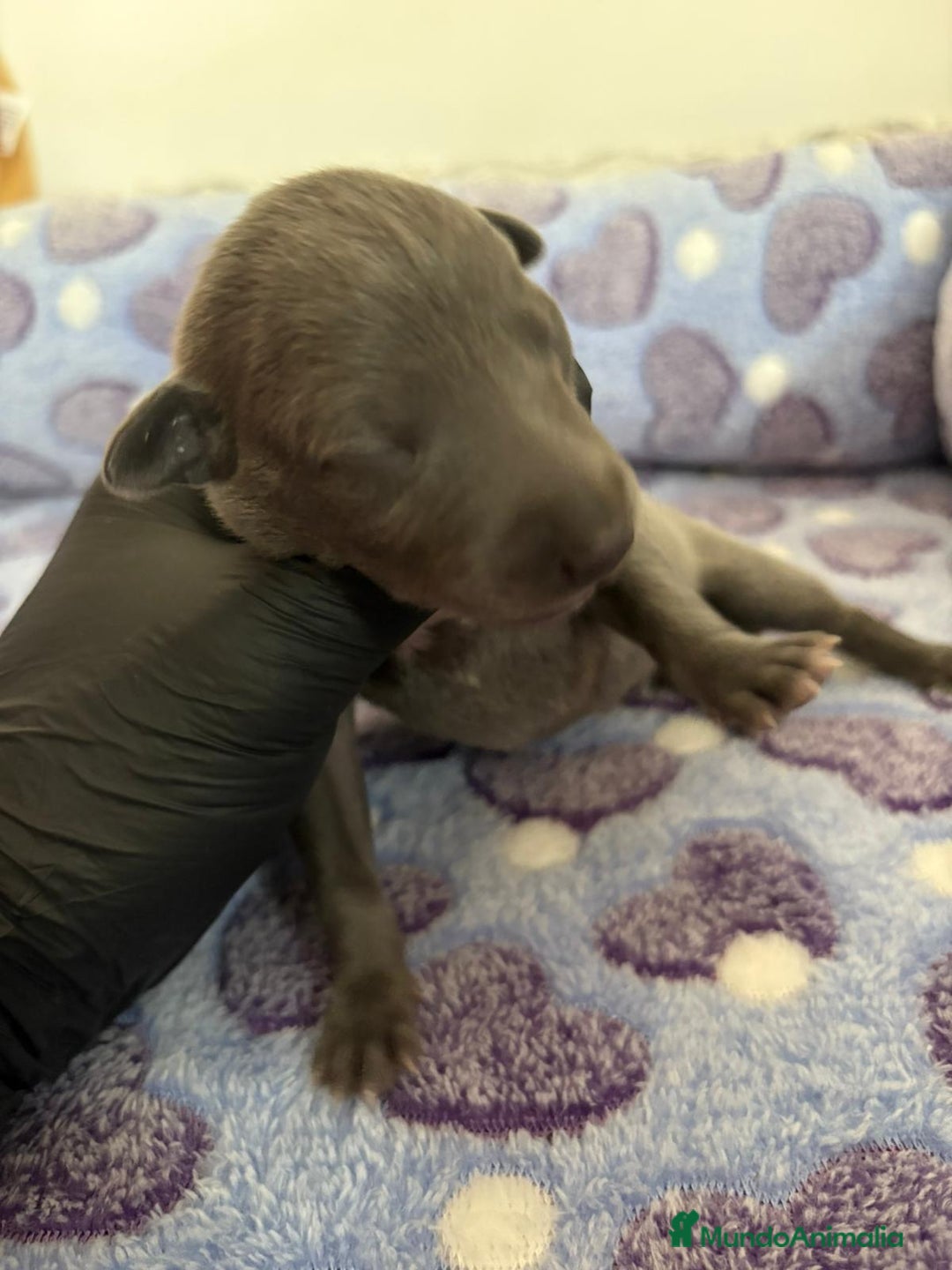Whippet perros en venta: Whippet blue nueva camada - Imagen 10
