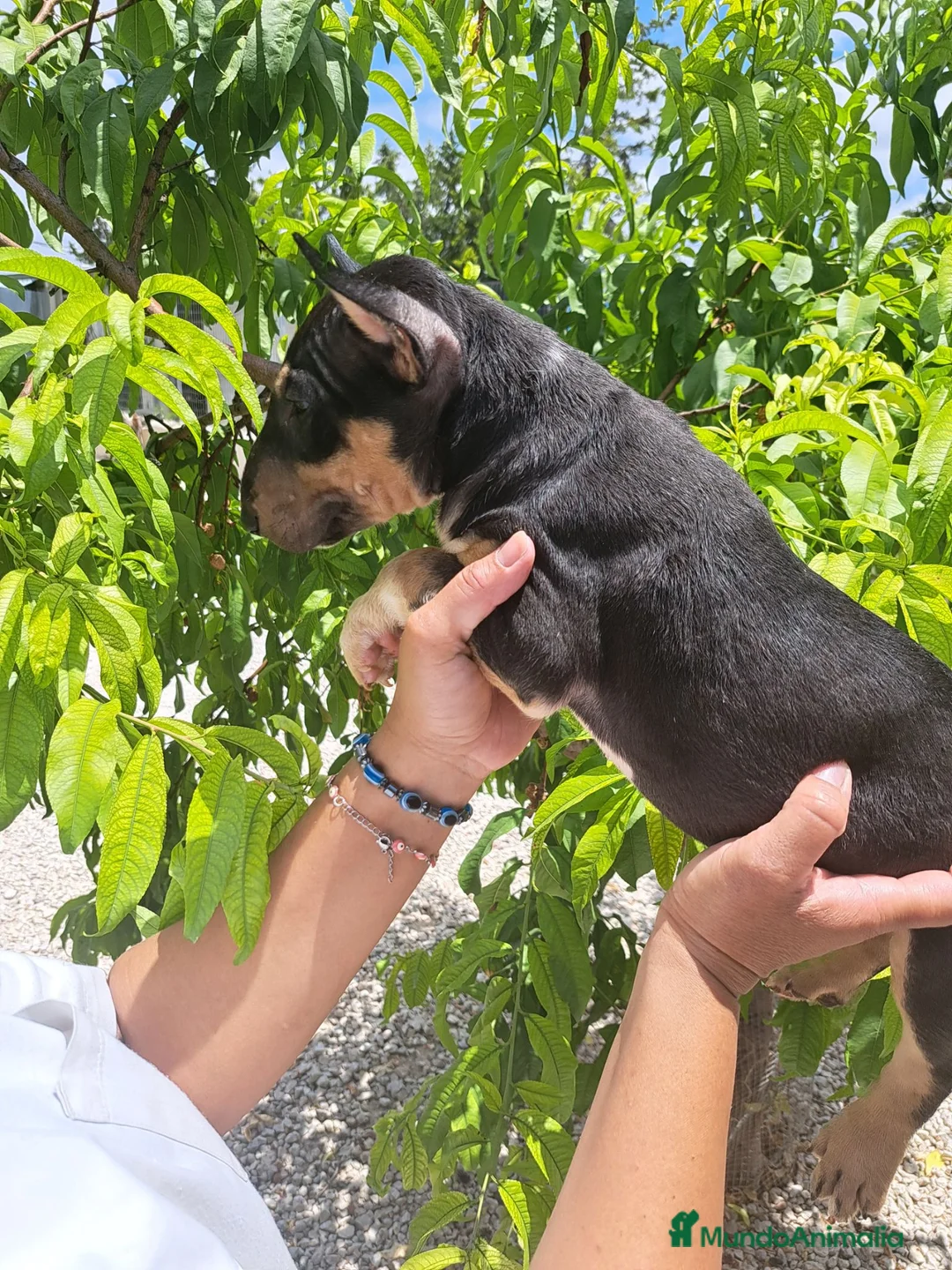 Bull Terrier perros en venta: Bull Terrier - Anuncio 2