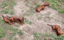 Teckel perros en venta: Teckel miniatura pelo fino - Imagen 7