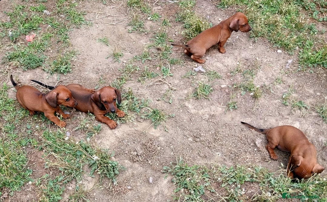Teckel perros en venta: Teckel miniatura pelo fino - Imagen 7