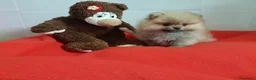 Pomerania perros en venta: Lulú de Pomerania  - Anuncio 9