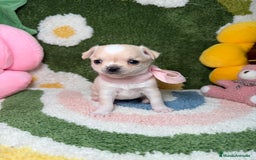 Chihuahua perros en venta: Camada de Chihuahua  - Imagen 11