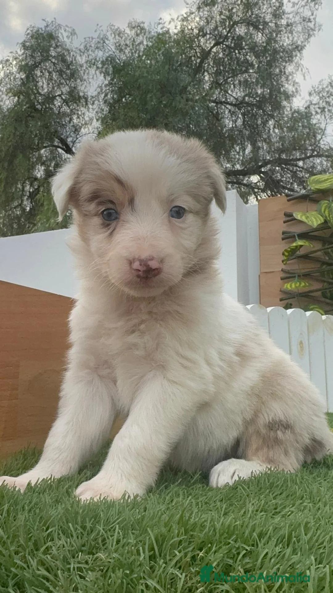 Border Collie perros en venta: BORDER COLLIE MACHO Y HEMBRA en Madrid - Anuncio 3