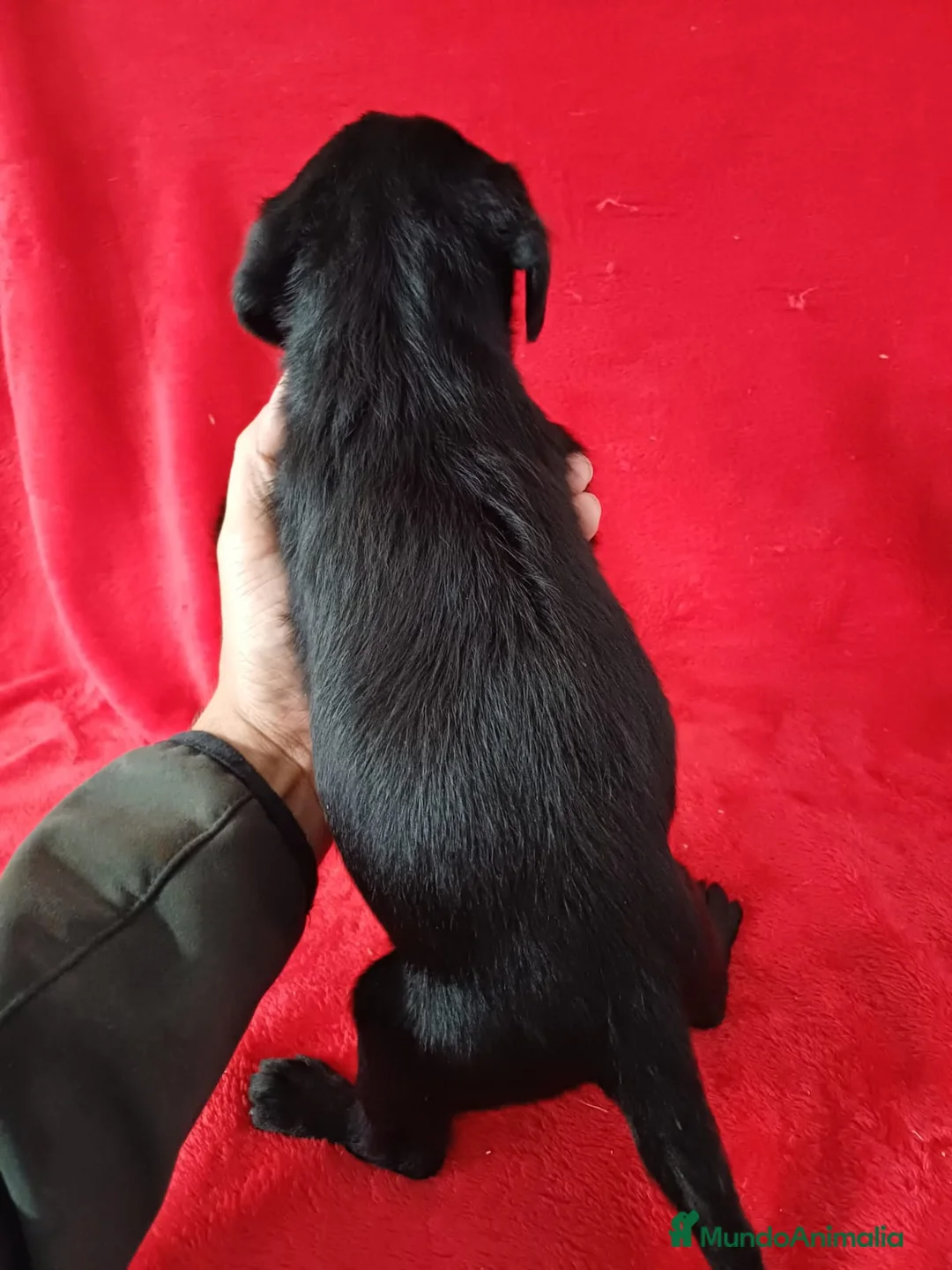 Labrador Retriever perros en venta: Labrador Retriever Negro  - Anuncio 4