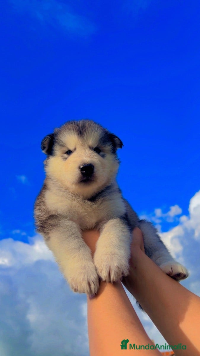 Husky Siberiano perros HUSKY TODA ESPAÑA  - Anuncio 3