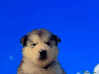 Husky Siberiano perros HUSKY TODA ESPAÑA - Anuncio 2